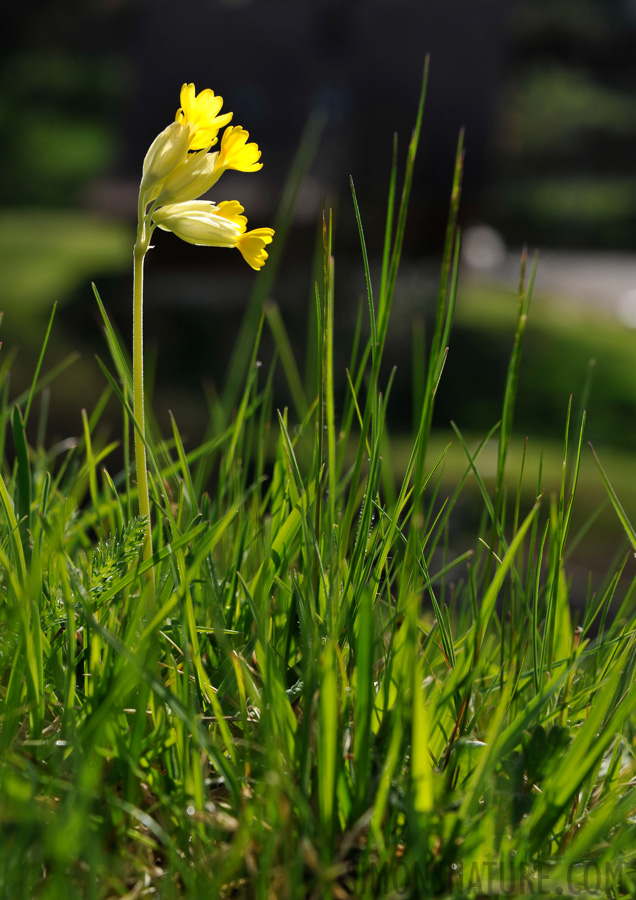 Wiesen-Primel (Primula véris) [82 mm, 1/320 Sek. bei f / 8.0, ISO 200]